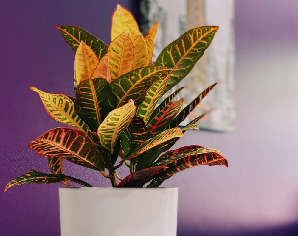 Potted Croton