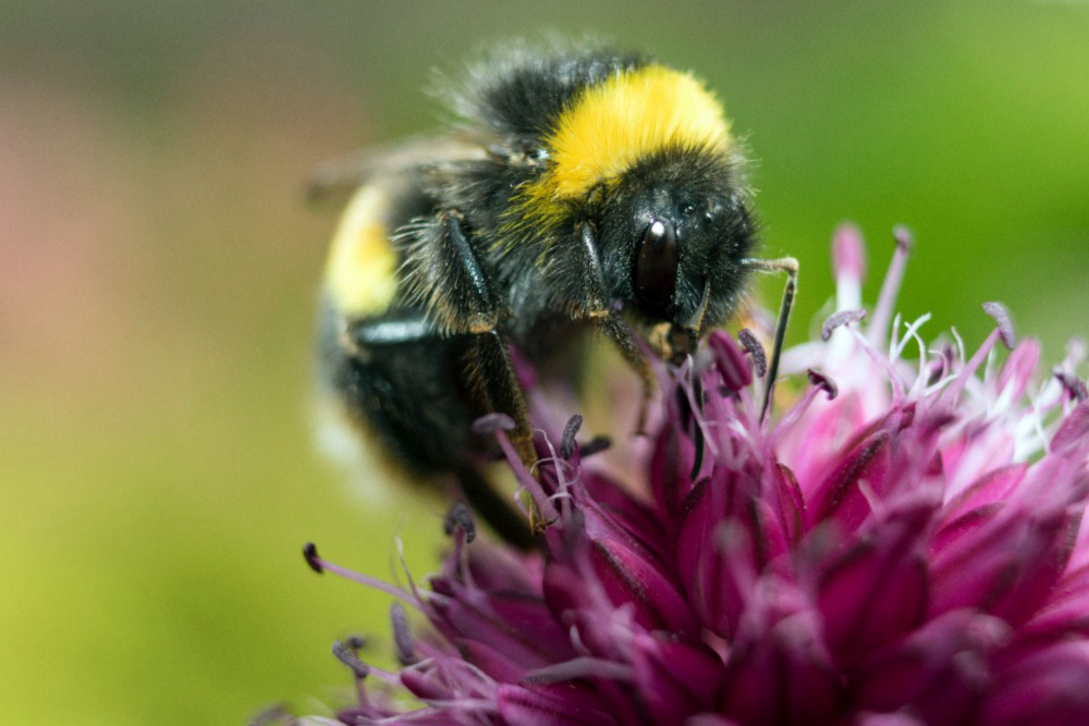 Bumble Bee on Bee Balm