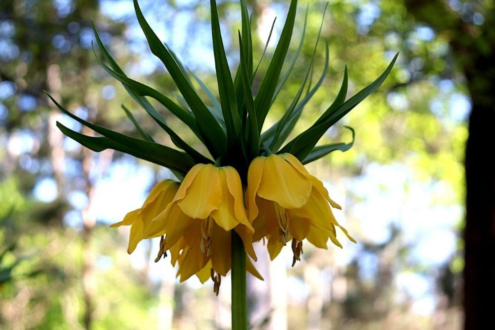 Yellow Crown Imperial Flower 