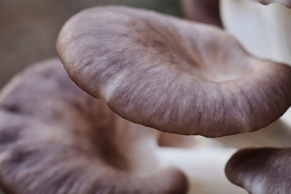 Oyster mushroom in focus