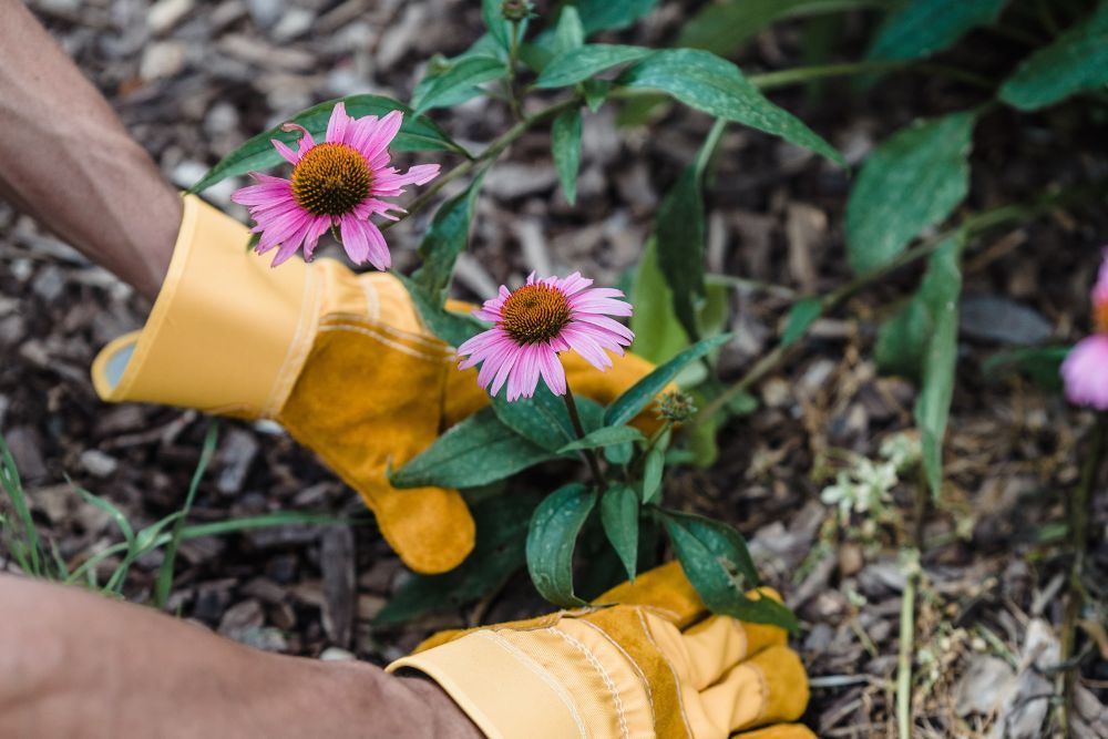Person wearing gardening gloves and planting flowers