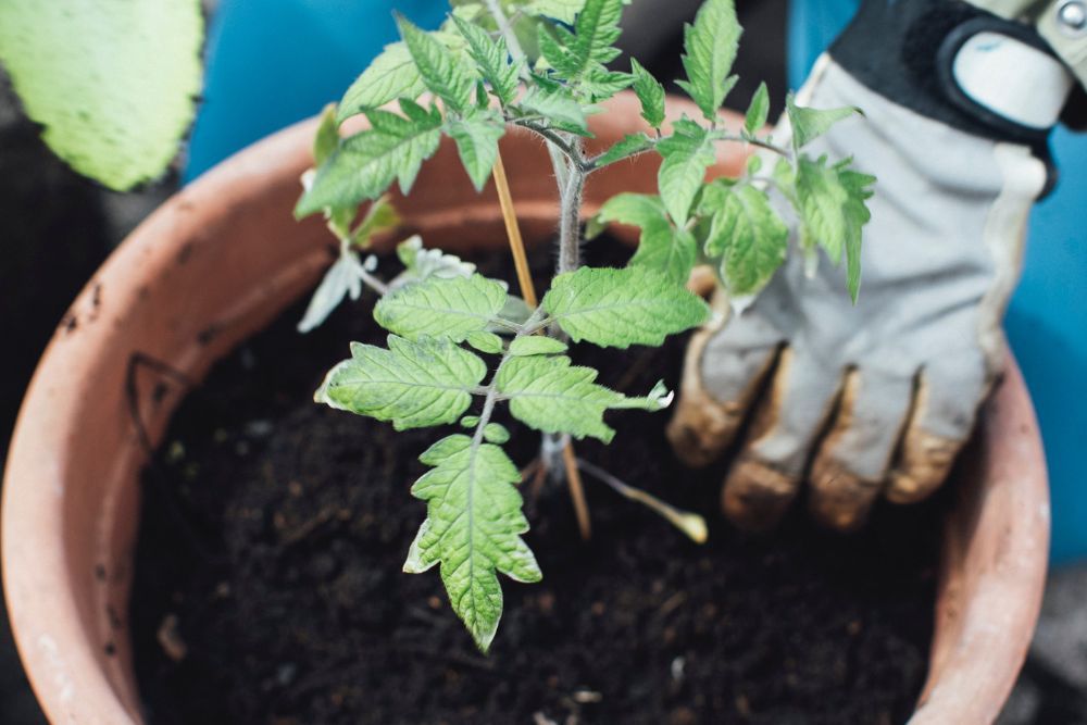 Planting a tomato in a container with soil