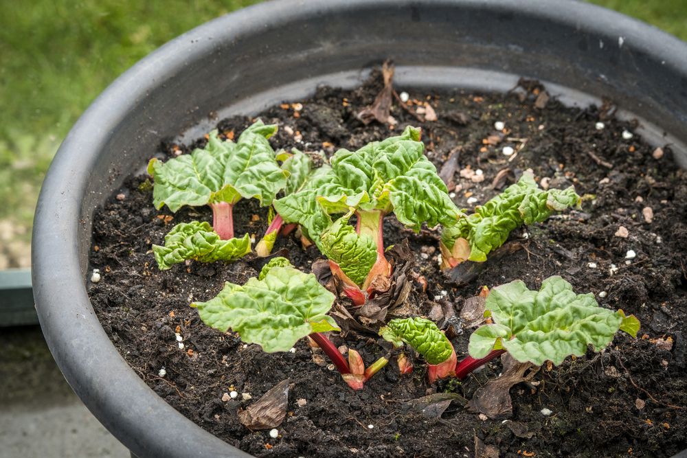 Rhubarb in a pot