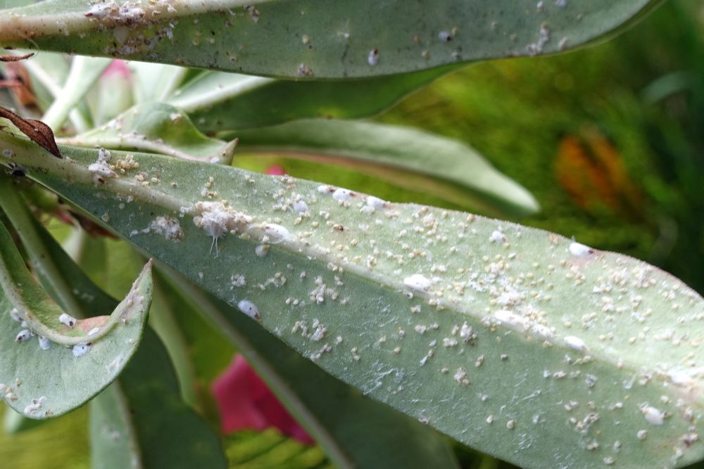 Scale insects on a plant