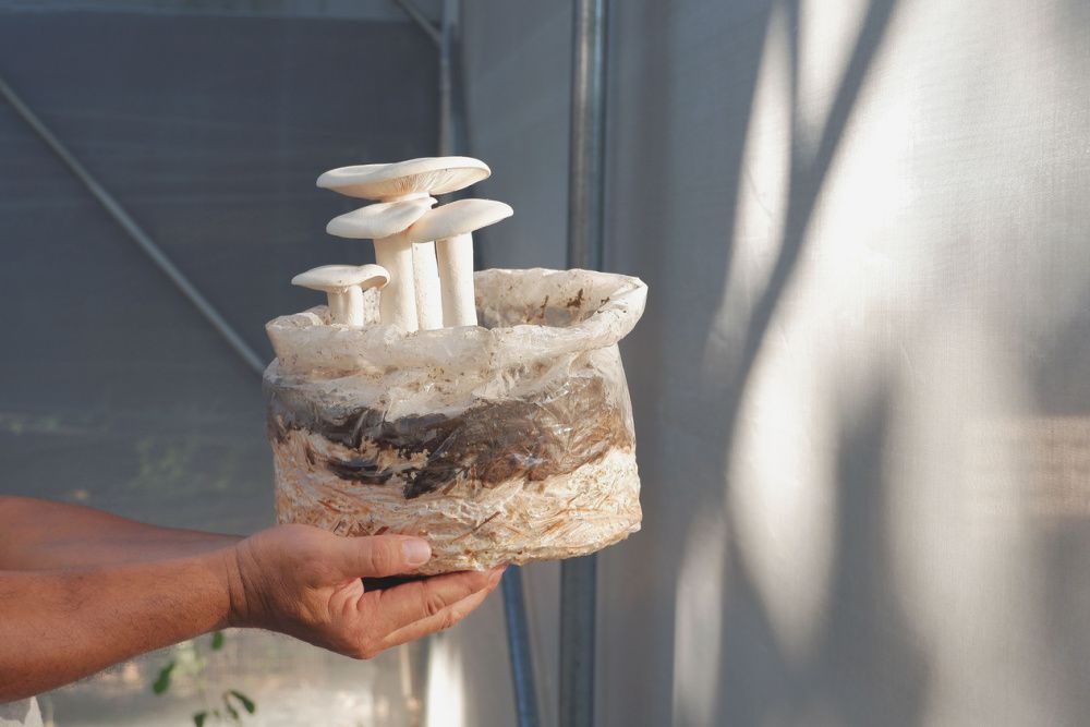 Man hand holding Milky mushrooms are growing on cultivation plastic bags with mild sunlight shining through in mushroom cultivation greenhouse house at home gardening area of house