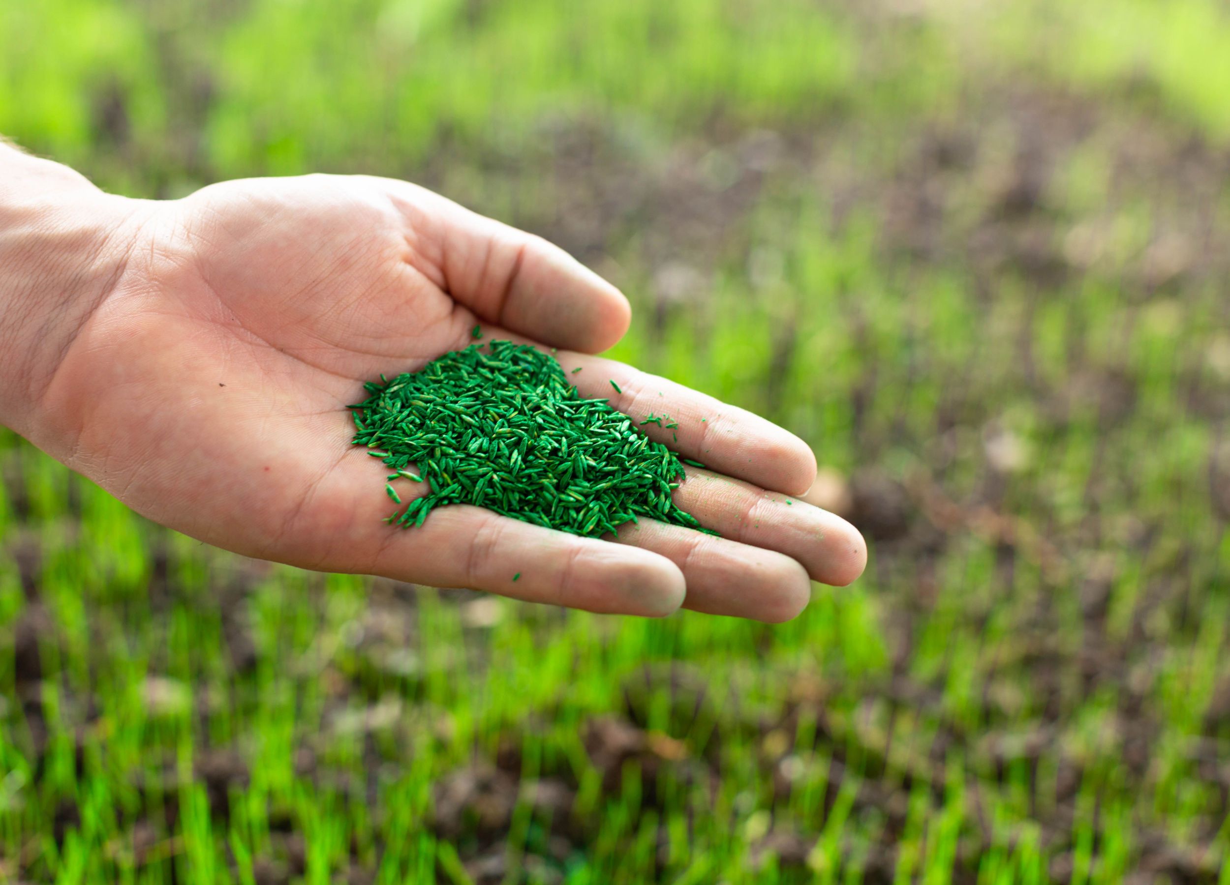 How Long Does it Take Grass Seed to Grow?