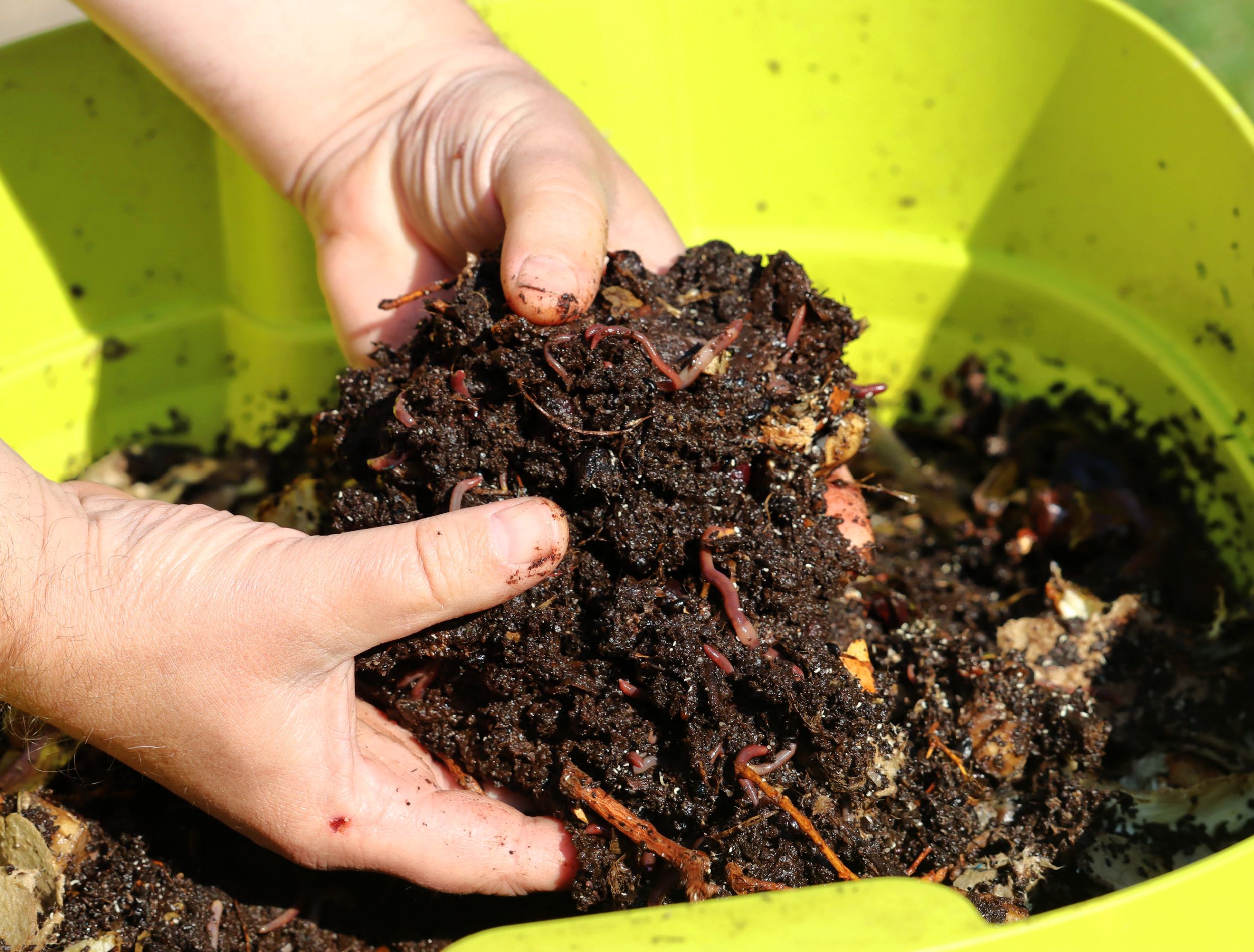 Earthworms in green vermicomposter, hidden in dirt, making compost