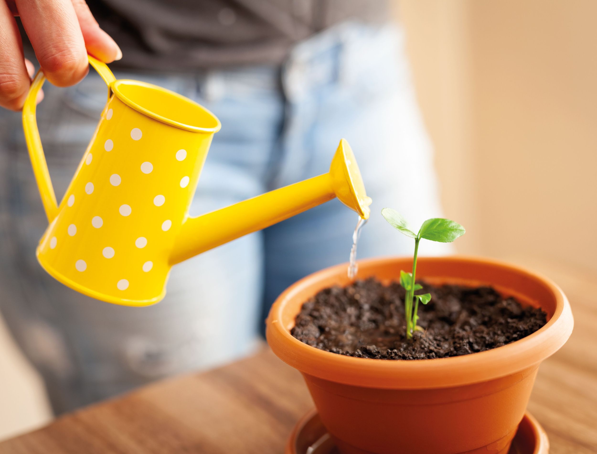Woman hand watering lemon tree seedling in pot at home. Watering young seedling at home. Gardening and ecology concept.