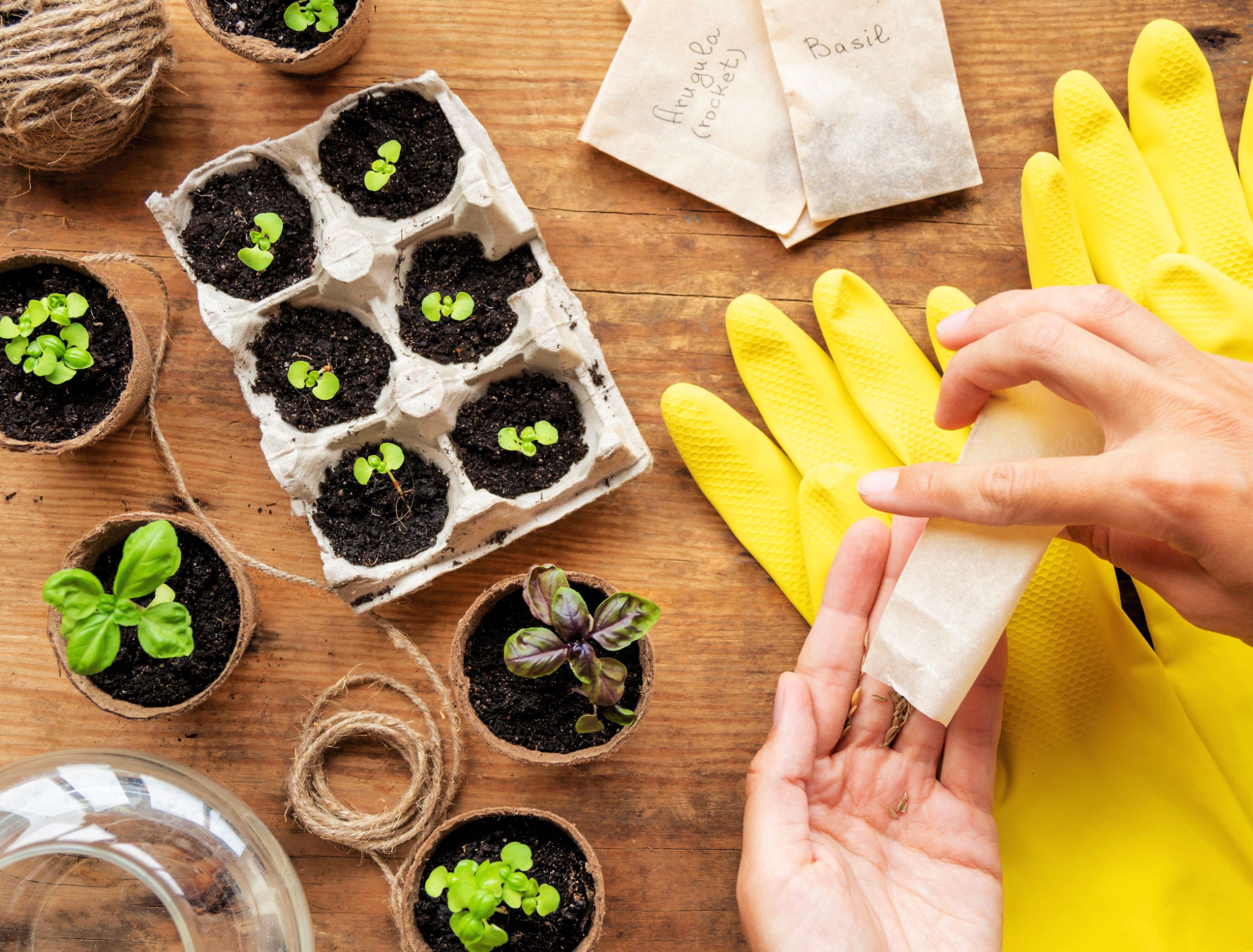 Basil seedlings in biodegradable pots on wooden table. Top view on woman hands with seeds in paper bags. Green plants in peat pots and yellow rubber gloves.