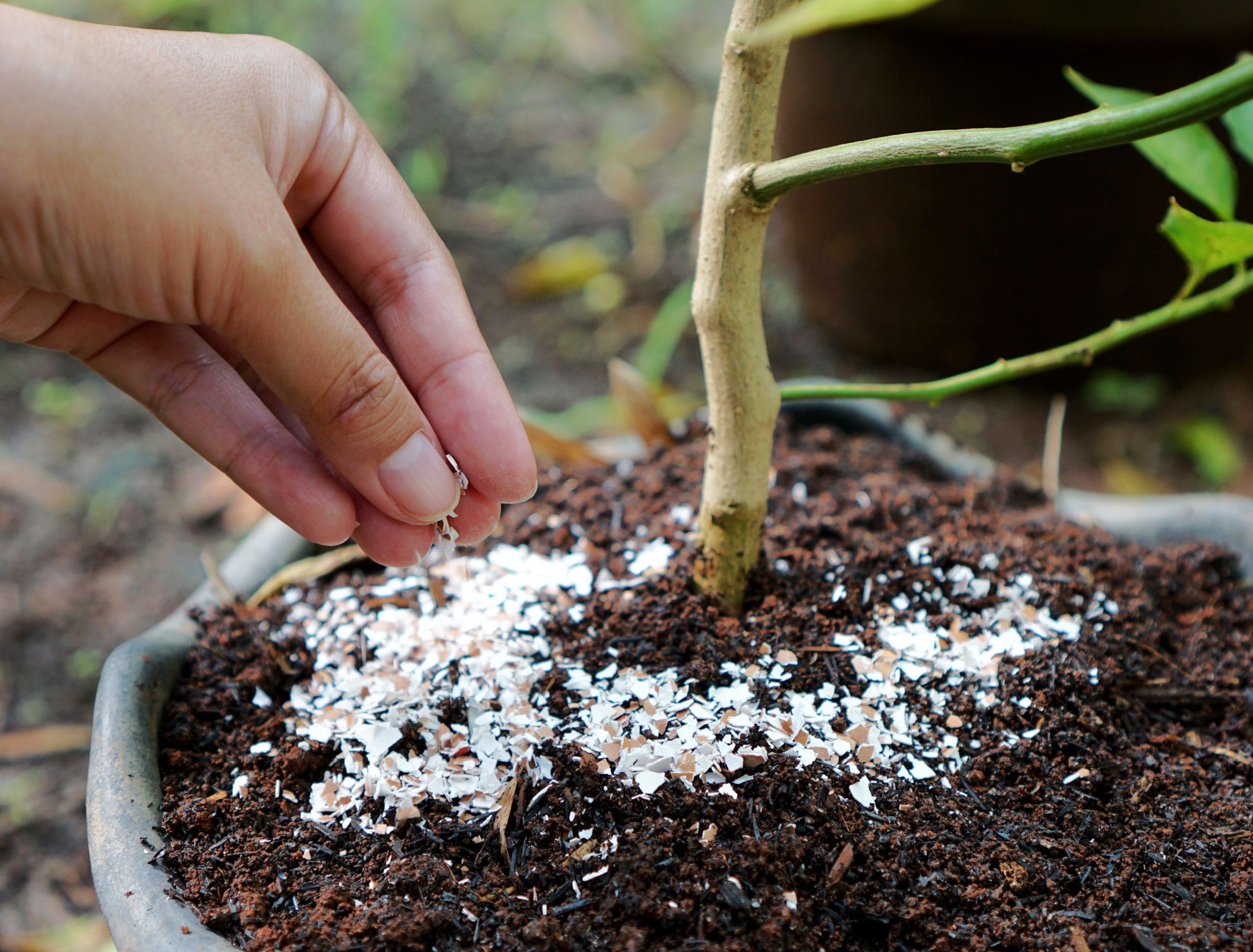 Pounded eggshells can be used as fertilizer -- ways to increase soil pH