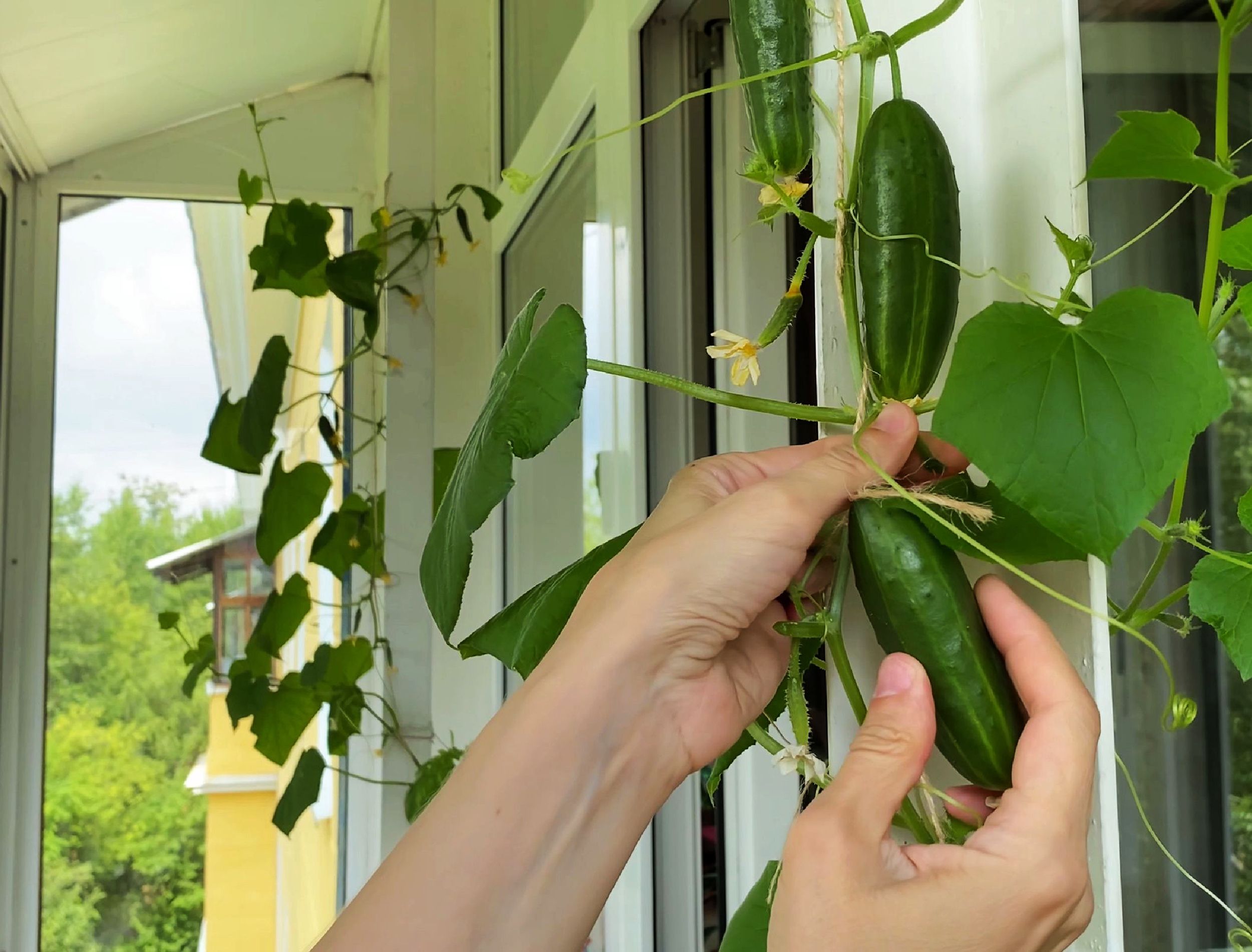 Female hand harvesting cucumber, plants growing on windowsill on balcony. Home garden in apartment cucumber hanging basket