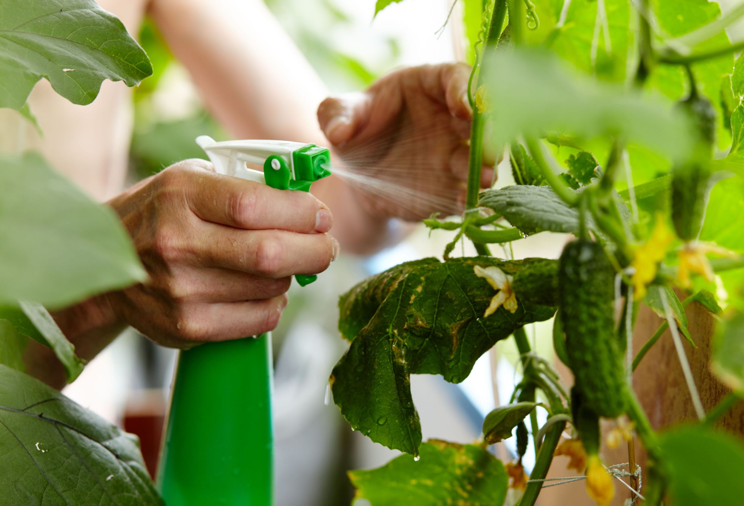 Men's hands hold spray bottle and watering the cucumber plant