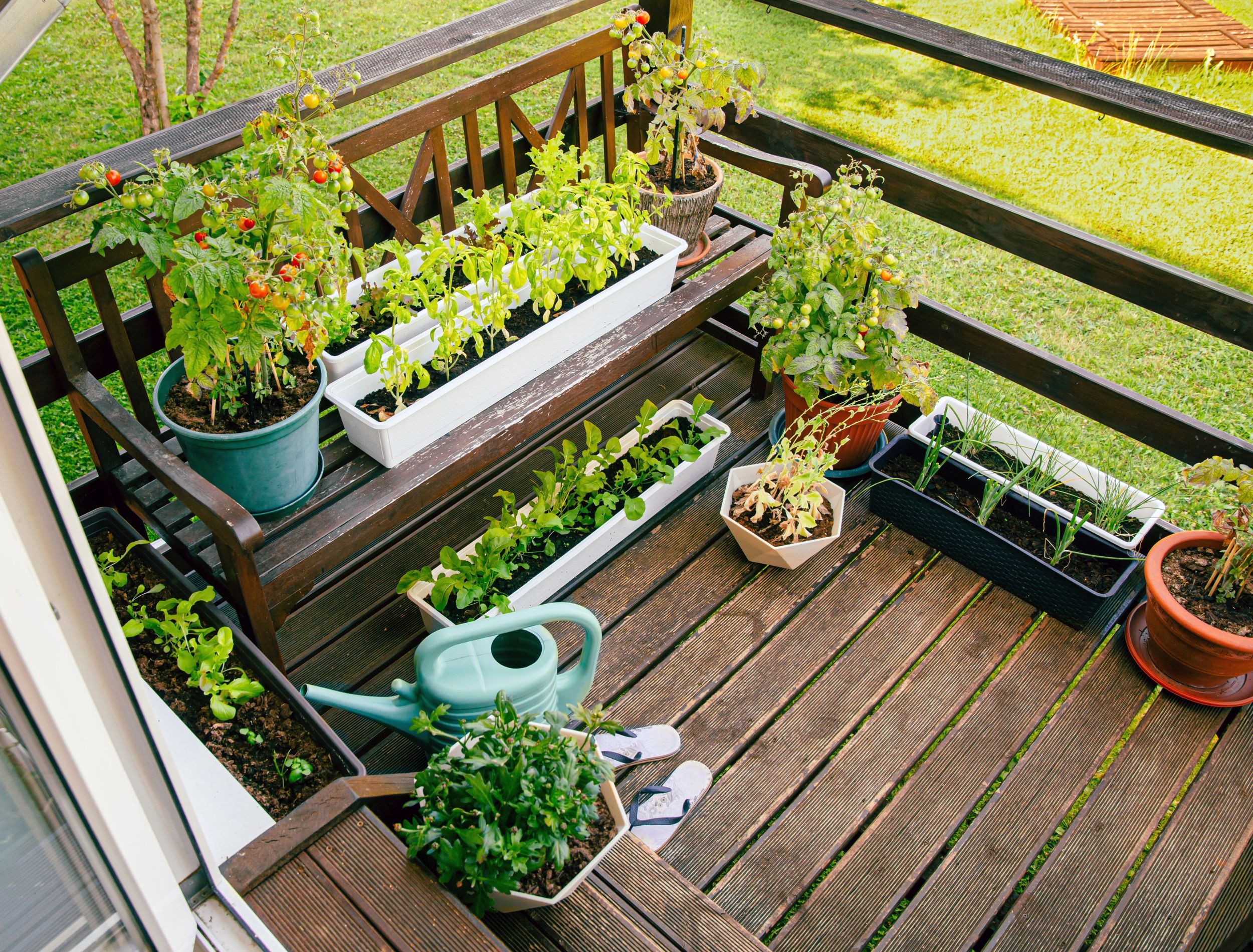 Various potted herbs and plants growing on home wood balcony in summer, small vegetable garden concept. small garden