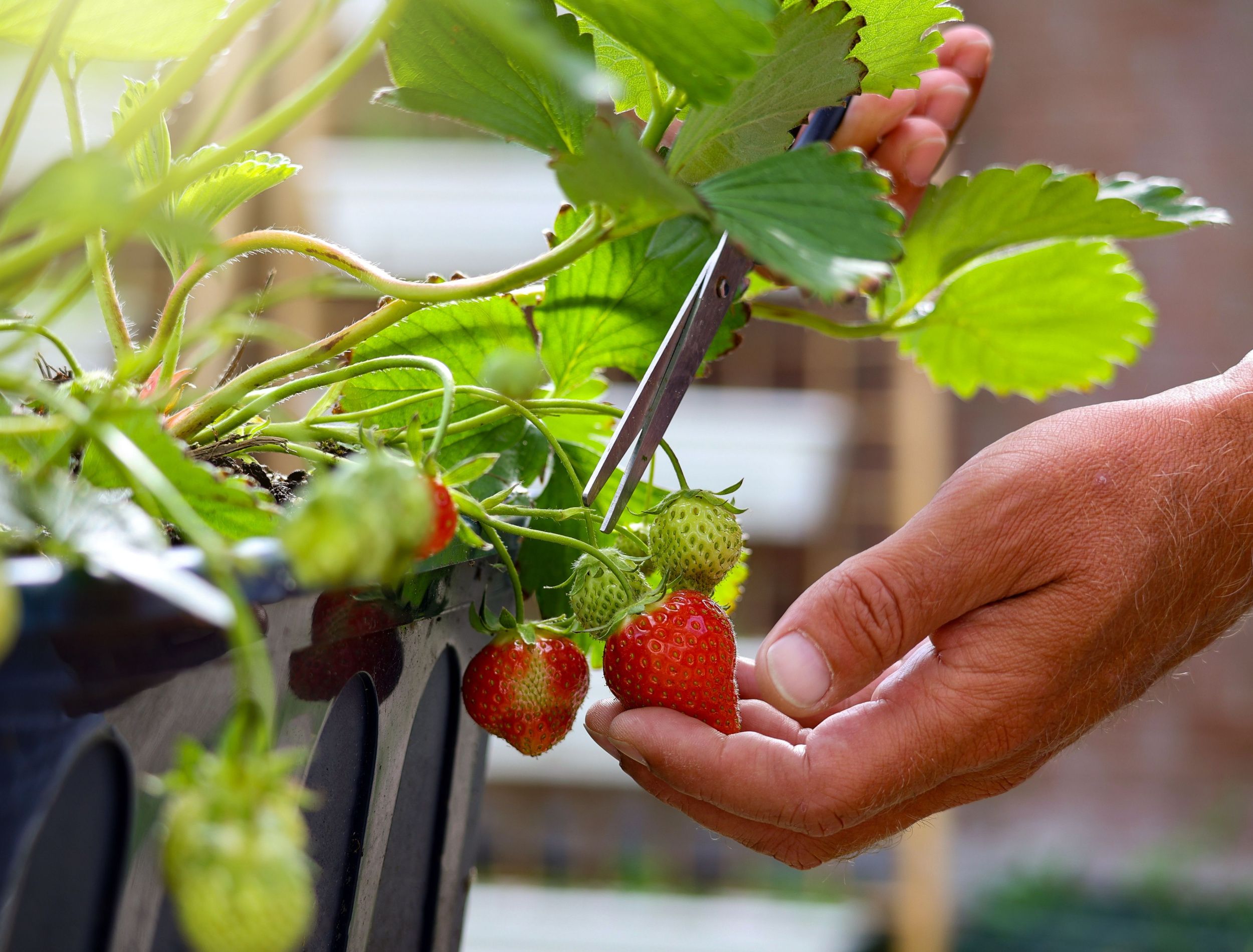 A hand picking fresh organic ripe strawberry from a pot, home gown garden concept.