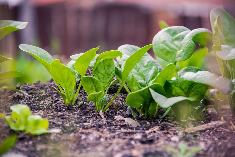 Growing spinach in a container