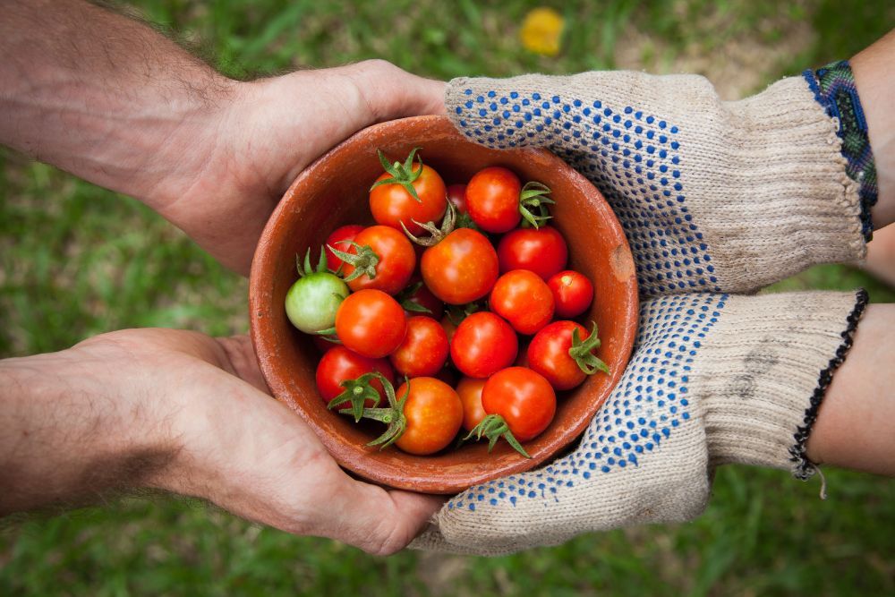 Tomato harvest held by gardeners