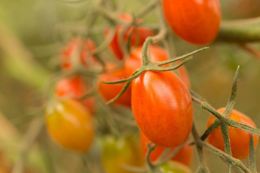 7 Tips For Growing Tomatoes in Hanging Baskets