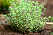How To Grow And Care For Thyme