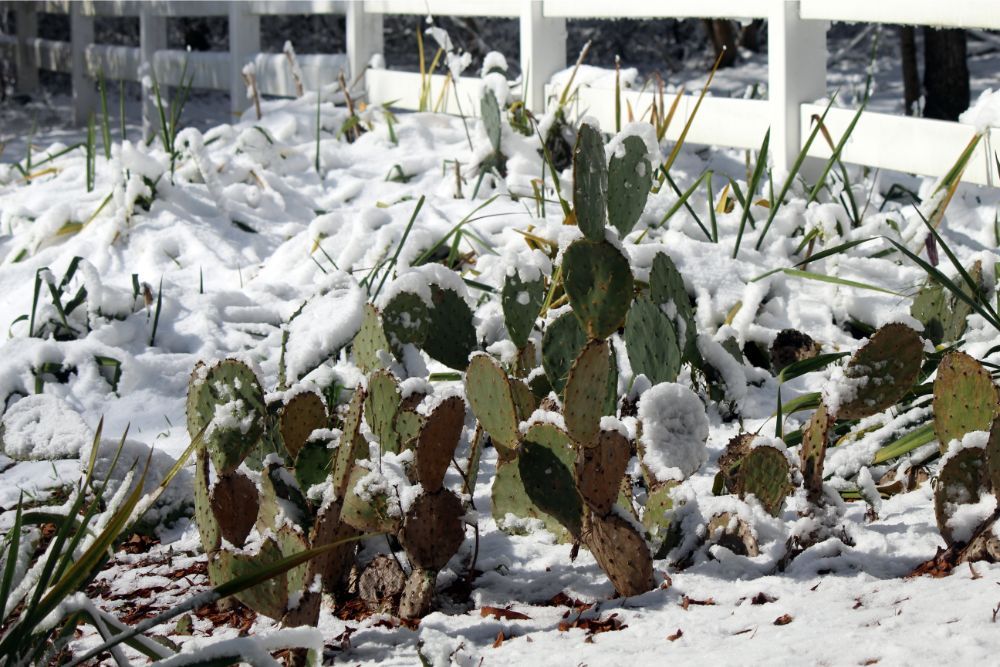 Snow-covered cacti topped with snow -- cactus yellow