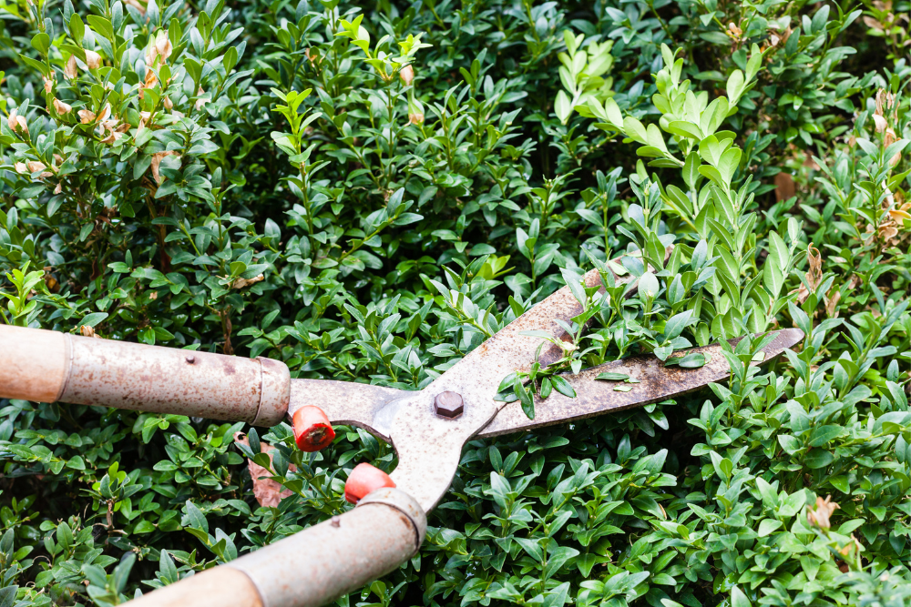 Pruning boxwood shrub