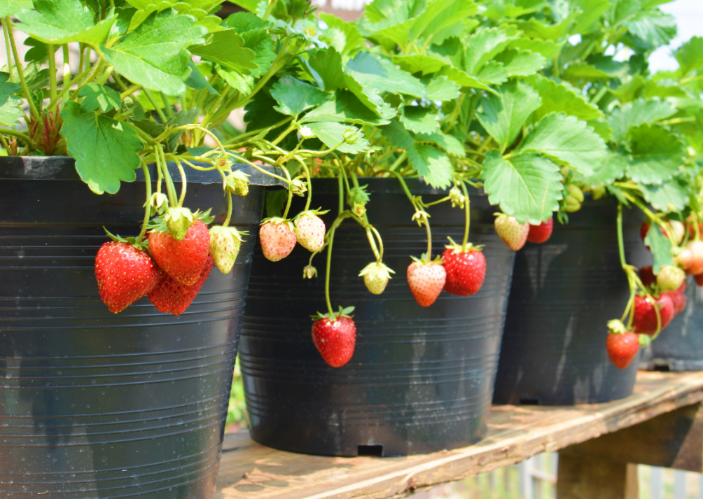 strawberries in pots