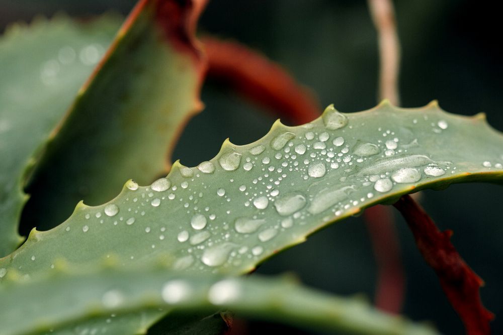 Water droplets on Aloe