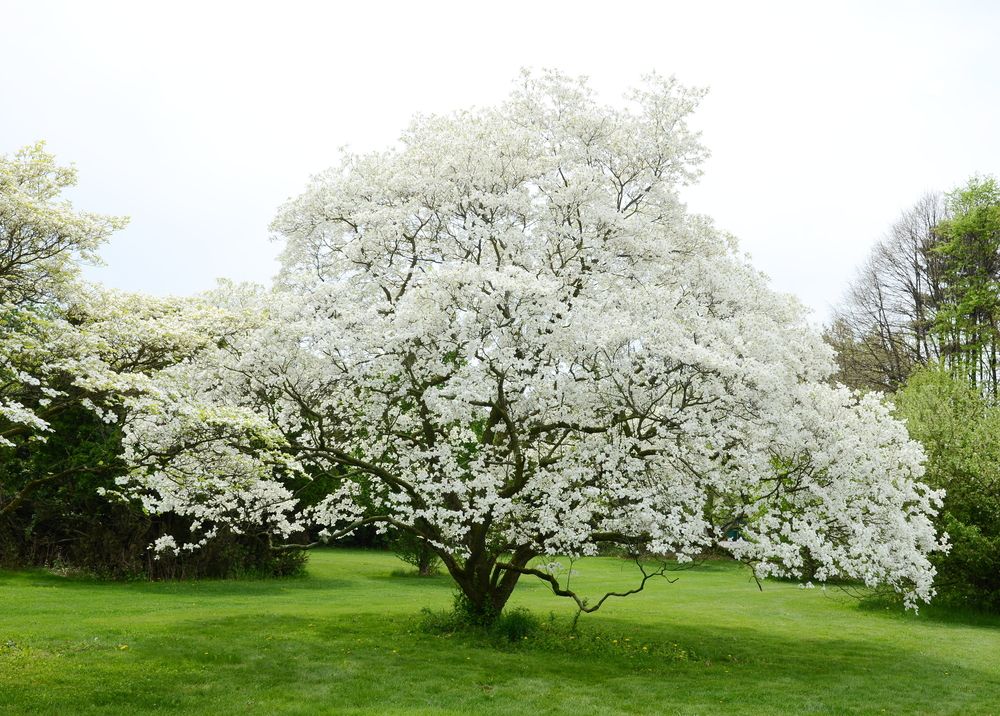 White Dogwood tree