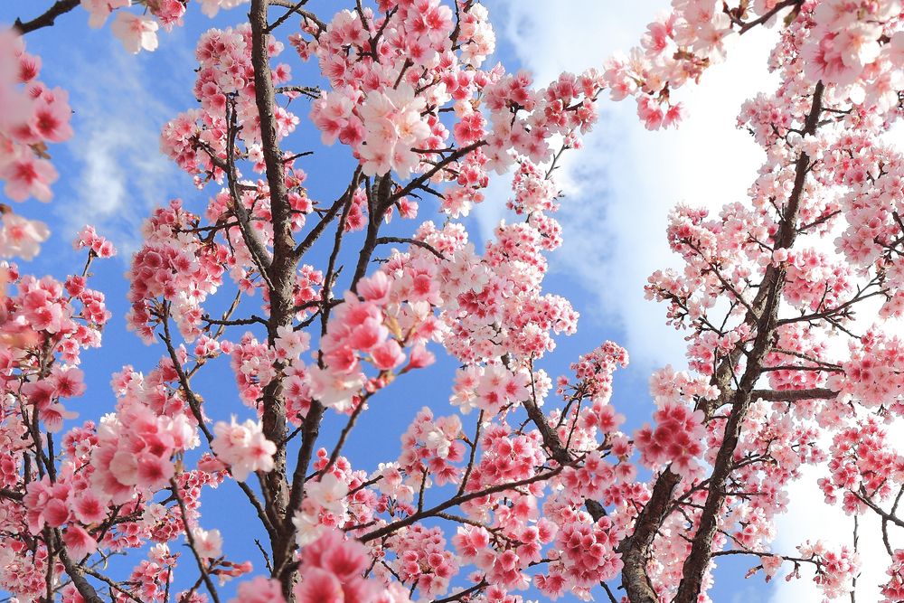 Yoshino Cherry flowering tree