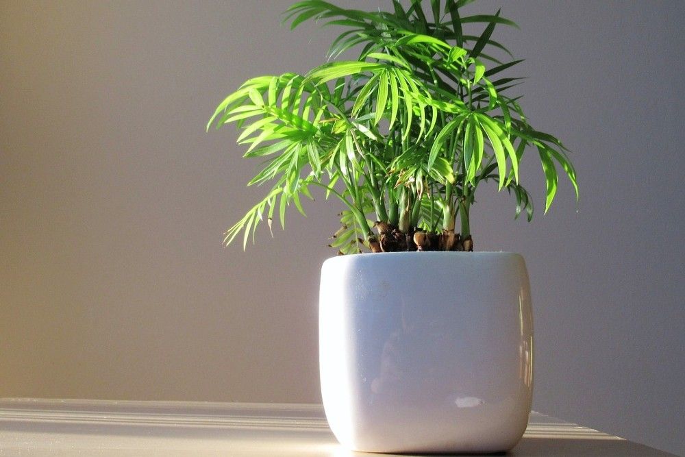 bamboo plant in a white pot