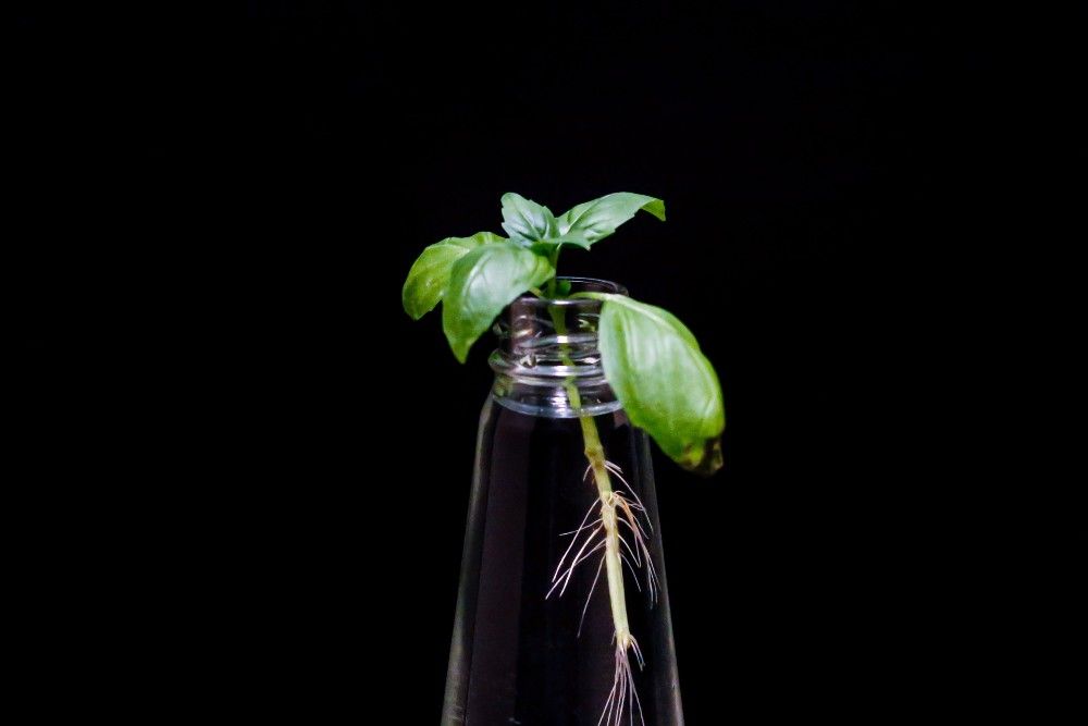 basil plant growing in vase