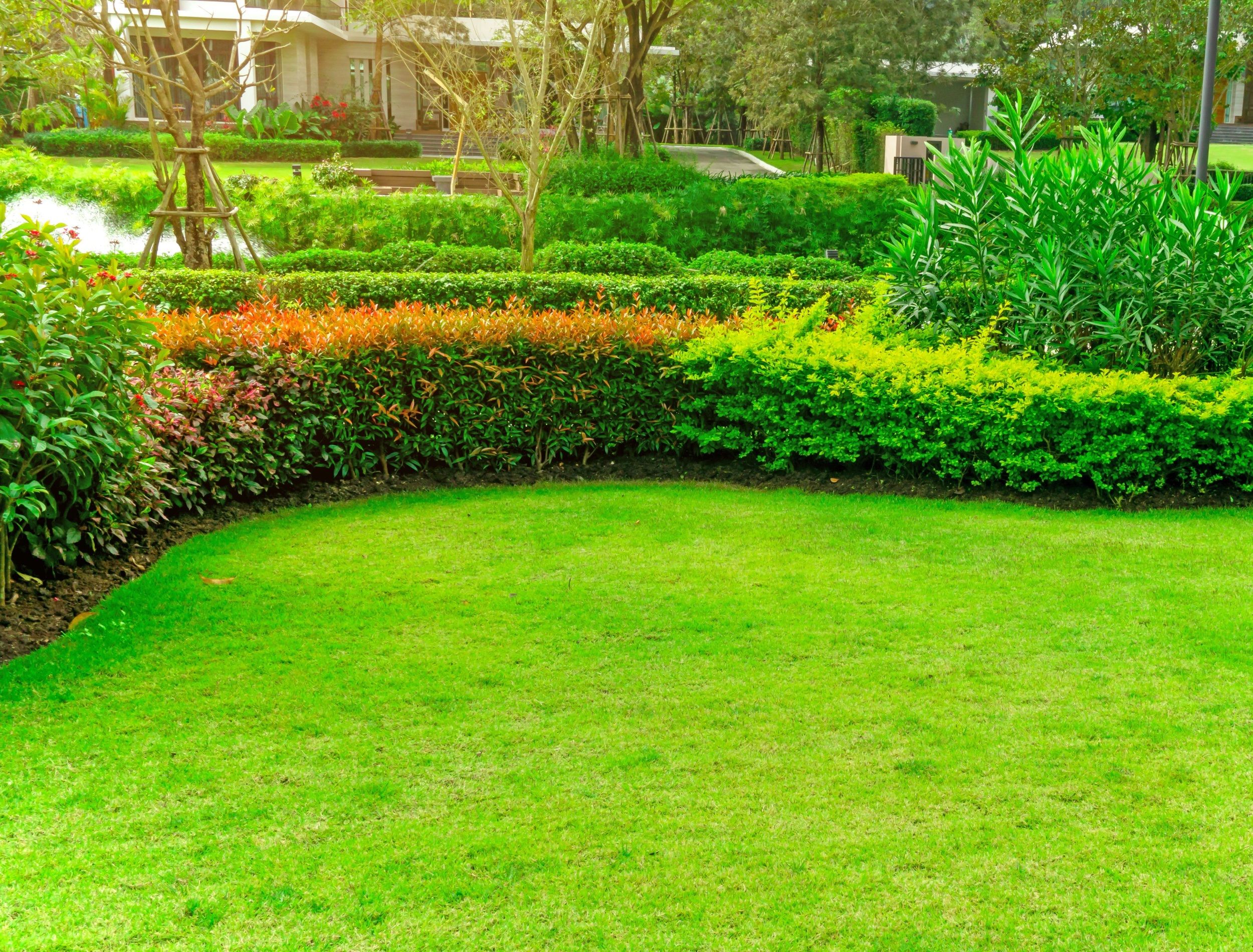 Fresh green Bermuda grass smooth lawn as a carpet with curve form of bush, trees on the background, good maintenance landscapes in a luxury house's garden under morning sunlight