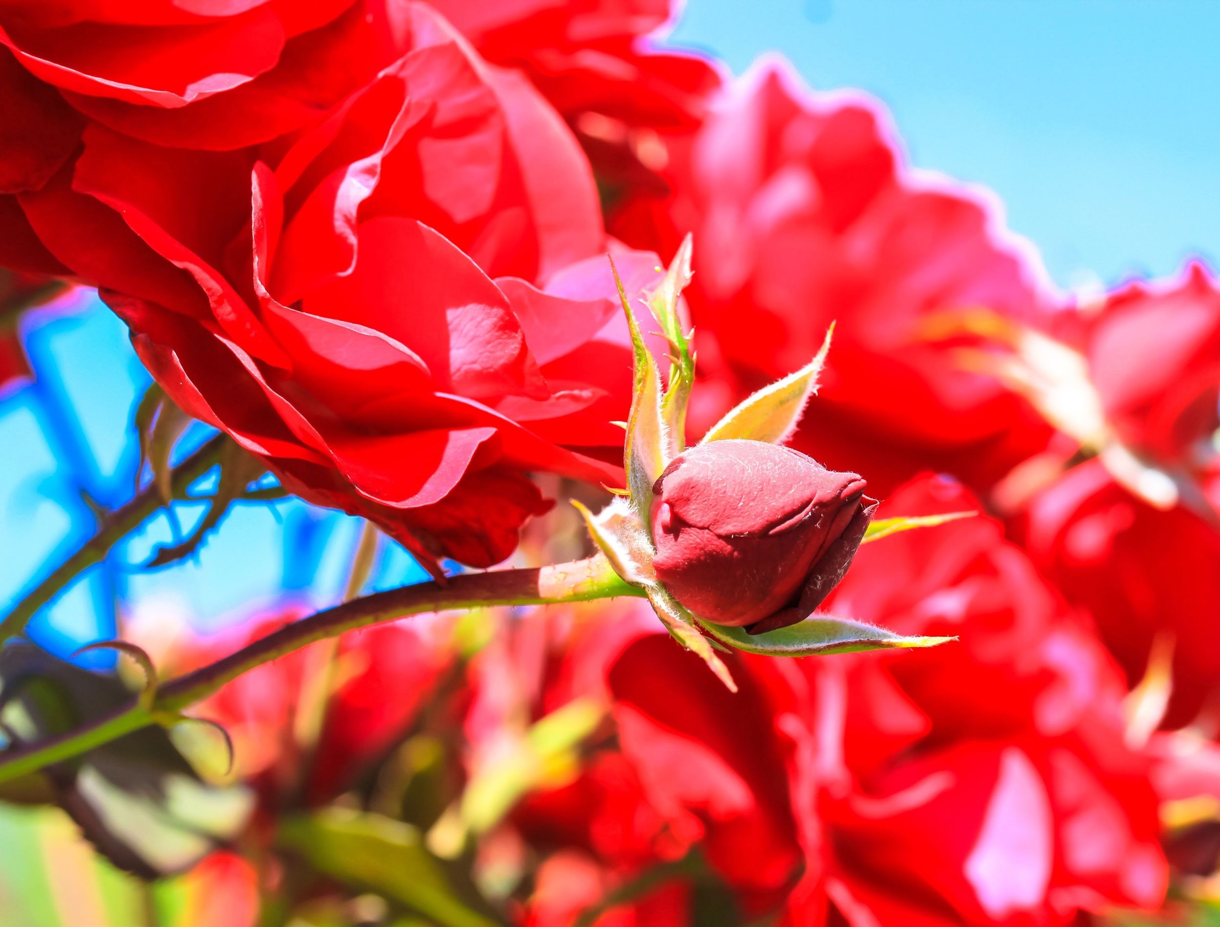 When Will Your Roses Bloom?