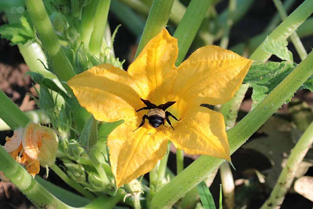 Bumble bee on squash bloom