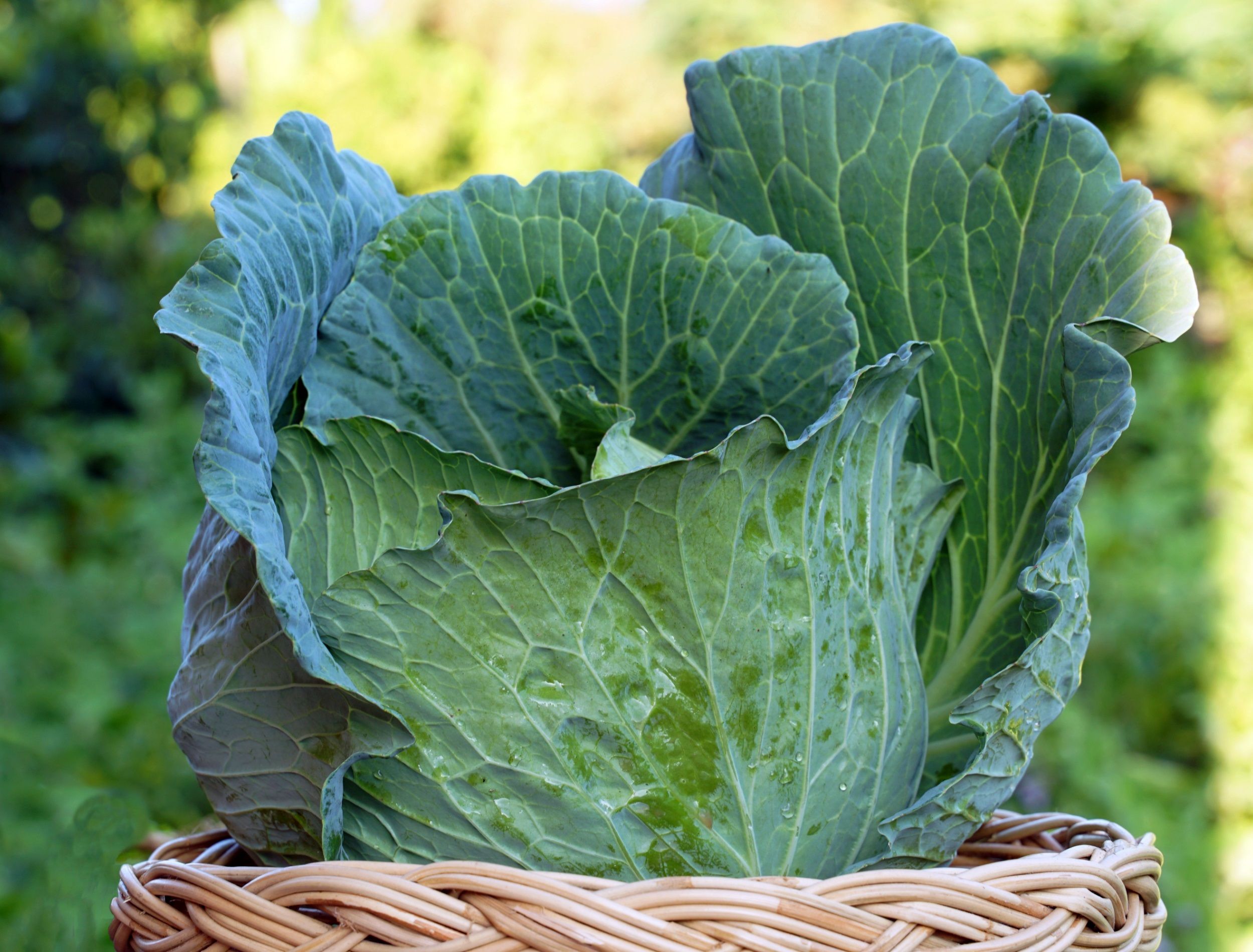 8 Tips For Growing Cabbage in Pots