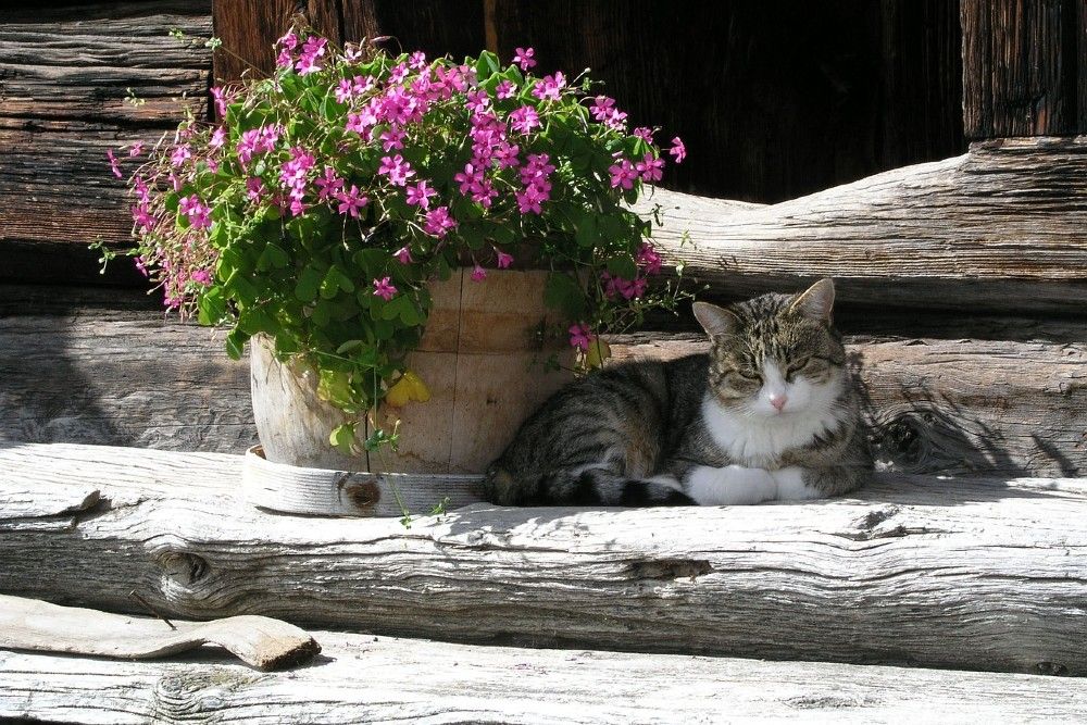 Flowers in a wooden planter with a cat lounging on wood logs