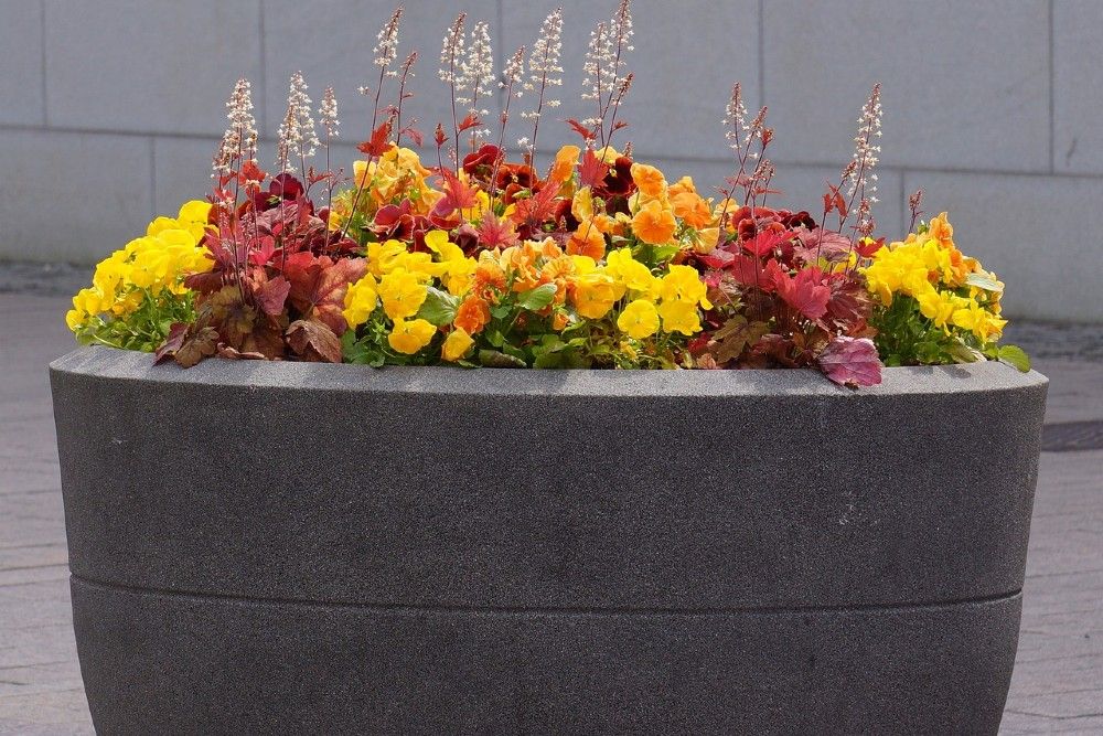 colorful flowers in a dark grey concrete flower pot