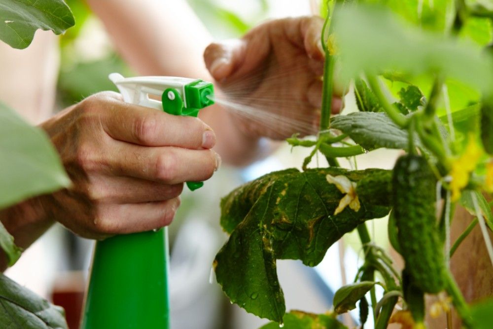 watering cucumber plant