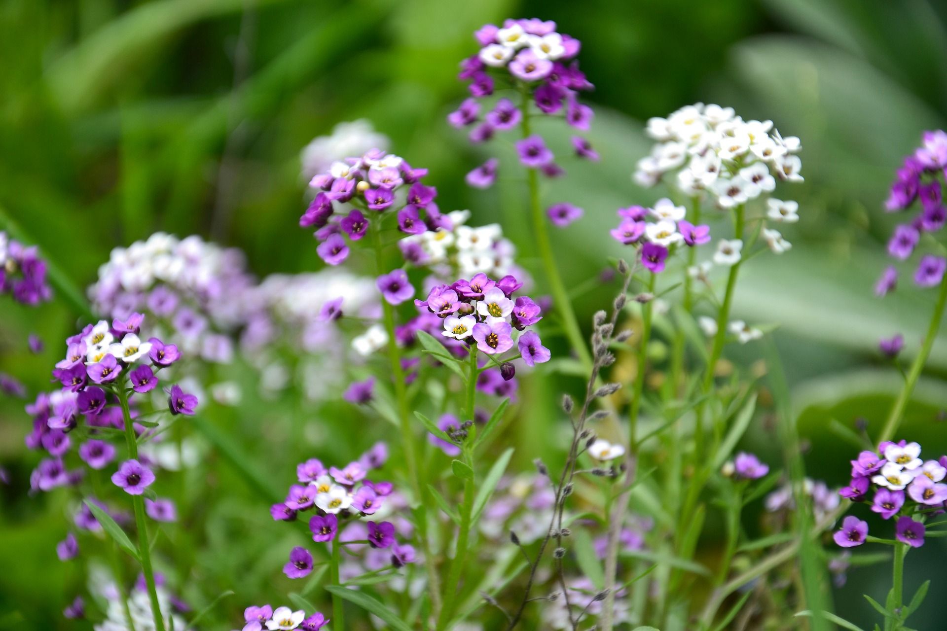 5 Easy Annual Flowers to Grow From Seed