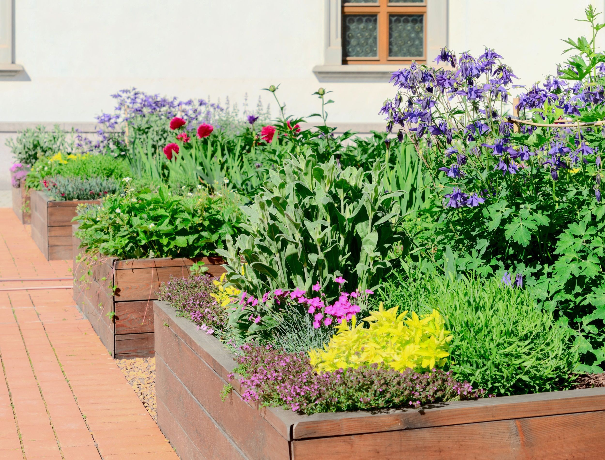 Raised beds in an urban garden growing plants flowers, herbs spices and berries