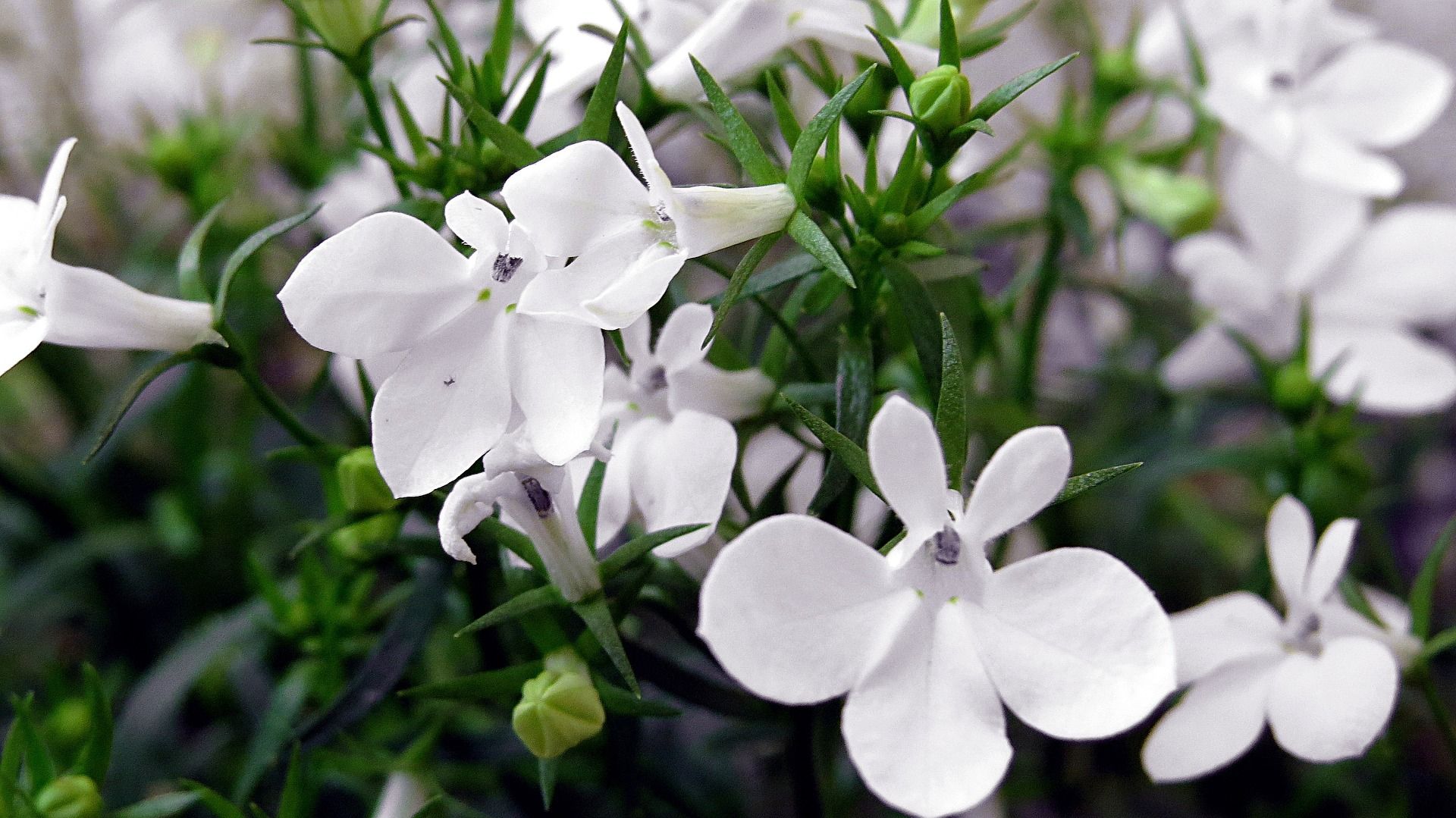 5 White Flowers to Brighten Your Landscape