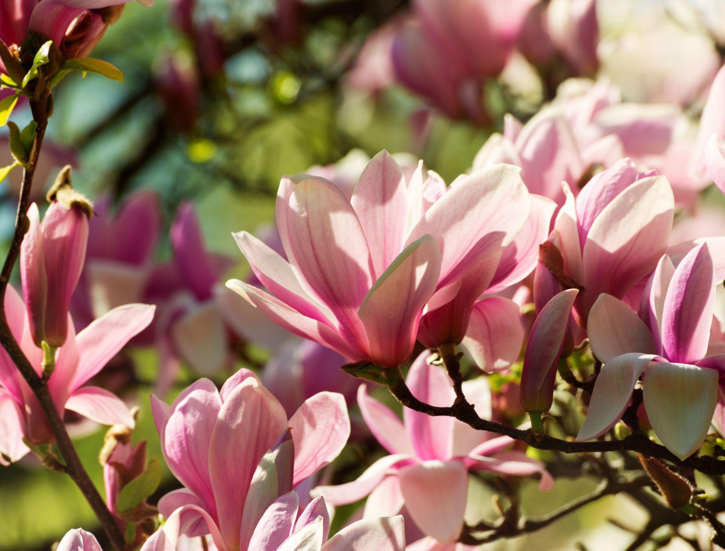Flowers of the magnolia tree close up