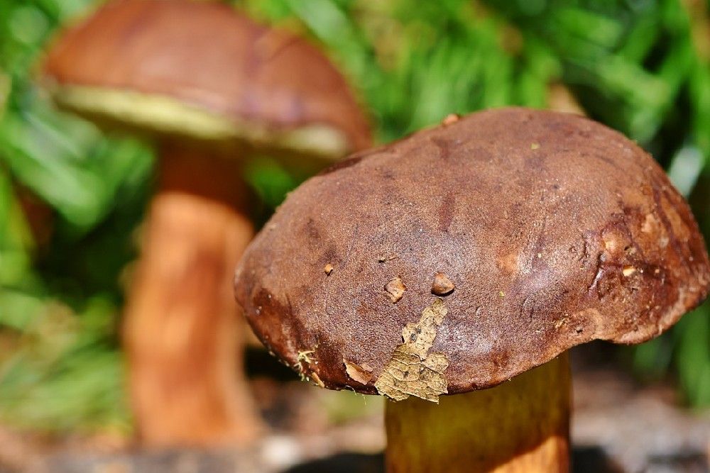 Pioppino mushroom in focus