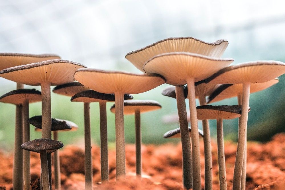 mushroom in raised garden bed
