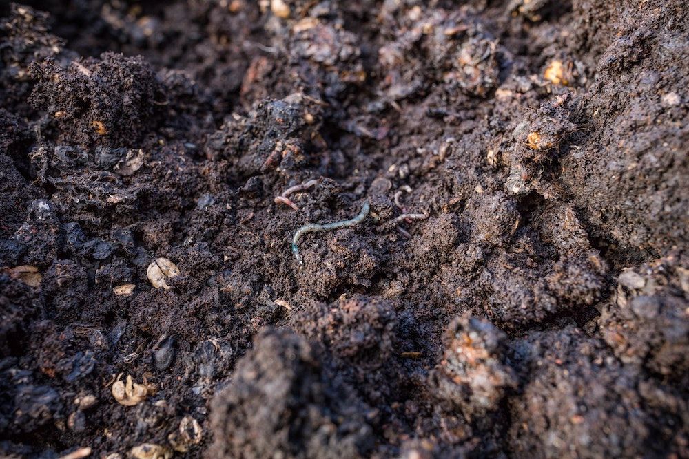 Earthworms on Moist Dirt Ground