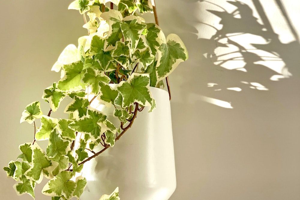 Photo of an Ivy Plant in a White Pot