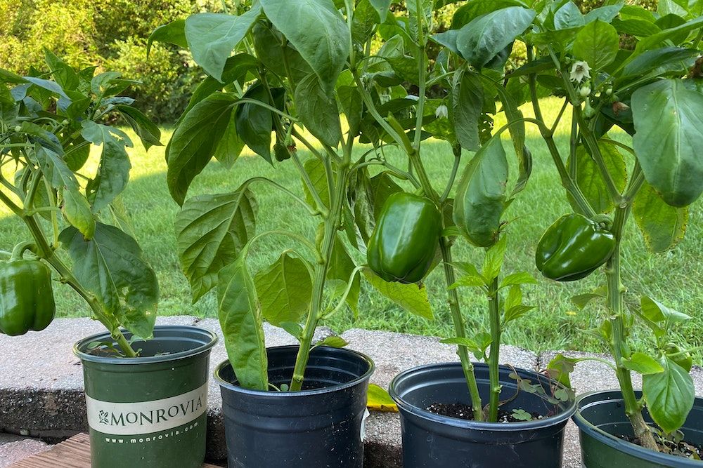 Green peppers growing in plastic pots