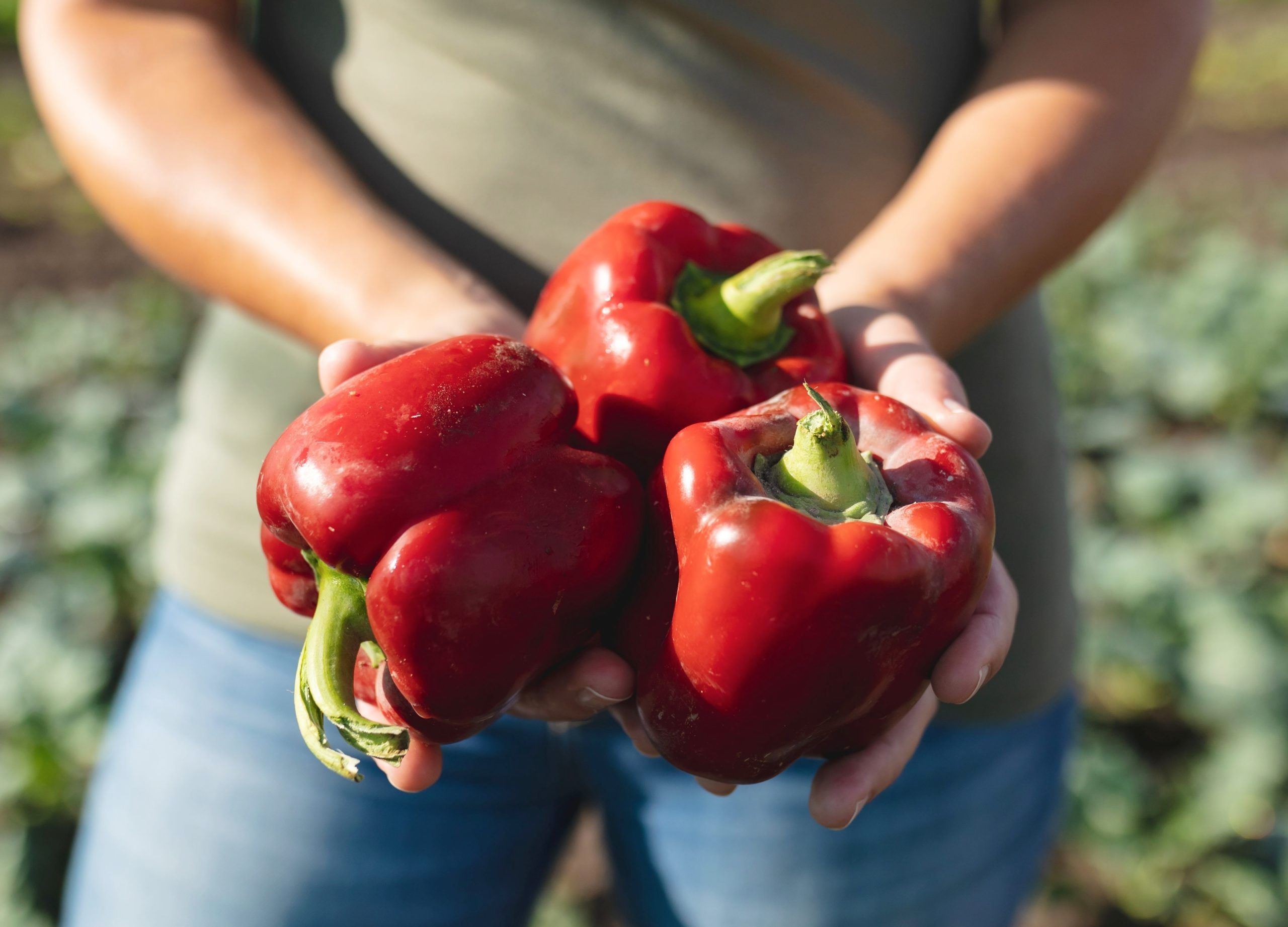 Pepper plants epsom salt