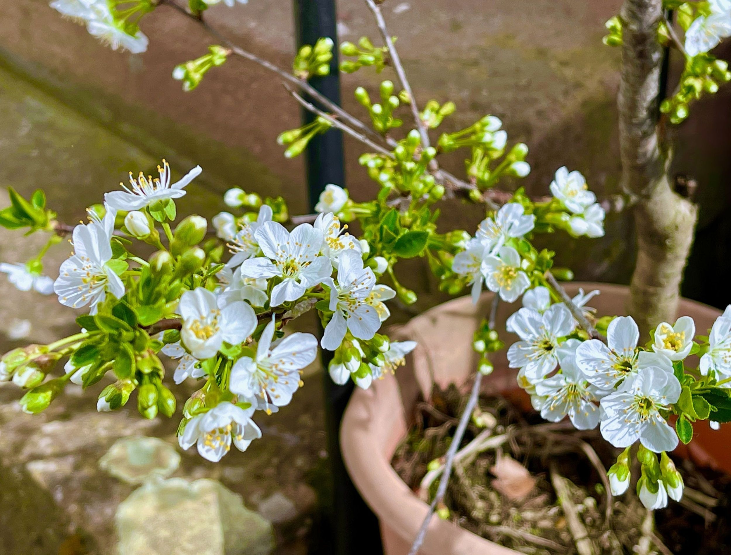 How to Grow Cherry Trees in Pots