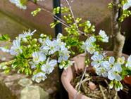 How To Grow Cherry Trees In Pots
