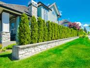 Hedges For Privacy Along Fence